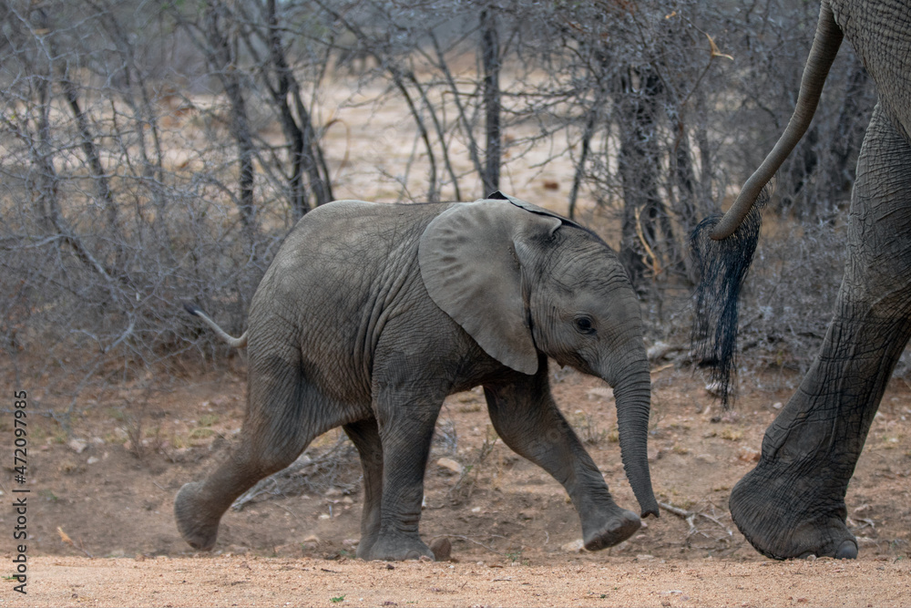 Cute African Elephant baby following his mother in Kruger National Park in South Africa RSA