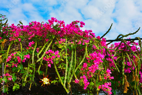 Różowa Bugenwilla, kącicierń, Bougainvillea, Epifilum