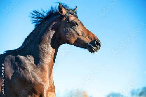 portrait of running dark bay sportive welsh pony stallion at freedom against blue sky.