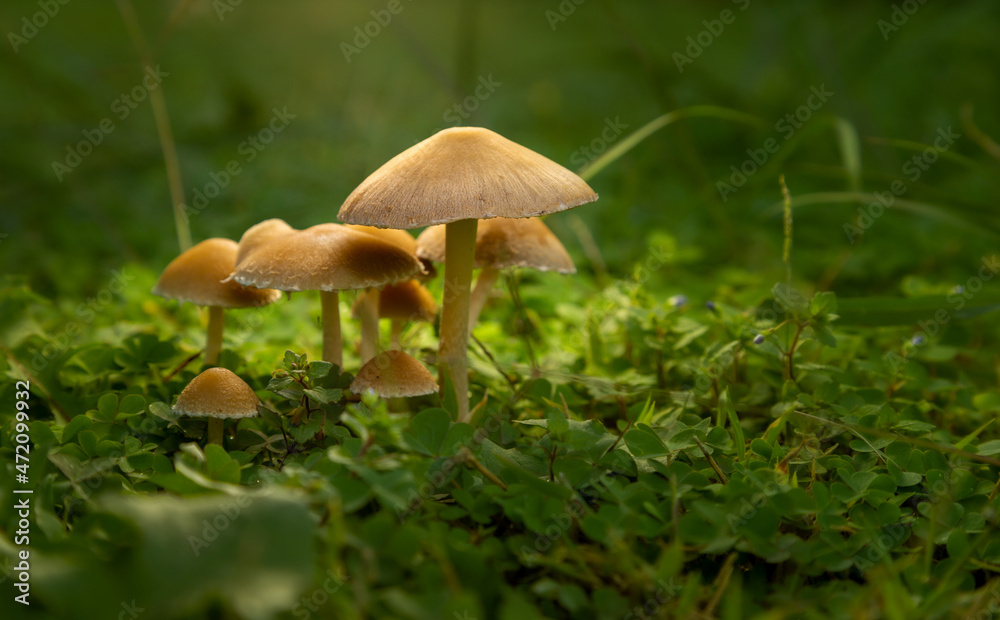 Mushrooms wallpaper. Beautiful mushrooms family among plants on forest floor. Selective Focus. Fantasy Mushrooms Wallpaper. Mushrooms wallpaper. Beautiful mushrooms family among plants on forest floor. Selective Focus. Fantasy Mushrooms Wallpaper.