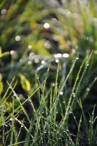 Green field and morning dew. Sun and drops on the grass