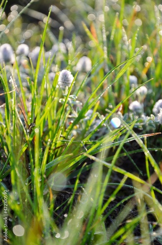 Green field and morning dew. Sun and drops on the grass