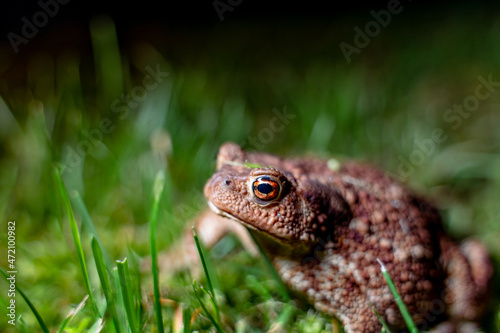 A toad close up in countryside meadow