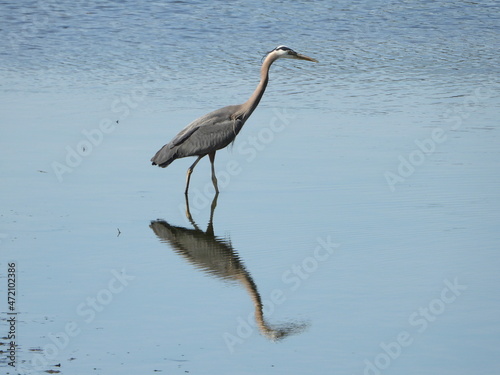 Fishing Grey Heron reflected in the water © Arc