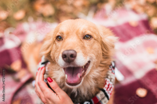 cute happy dog in warm christmas scarf