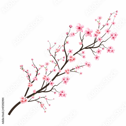 Cherry blossom with watercolor Sakura flower. Cherry blossom branch with pink blooming Sakura flower. Realistic watercolor cherry flower. Sakura branch vector on white background. Blossom flower.