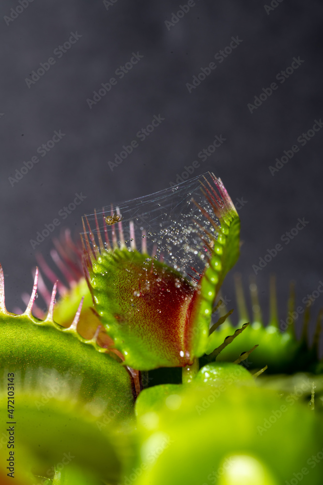 Venus Flytrap Eating A Spider