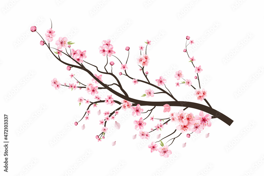 Cherry blossom tree branch with spreading pink flower. Cherry blossom branch with Sakura. Watercolor flower vector. Watercolor cherry flower. Sakura on white background. Blossom on white background.