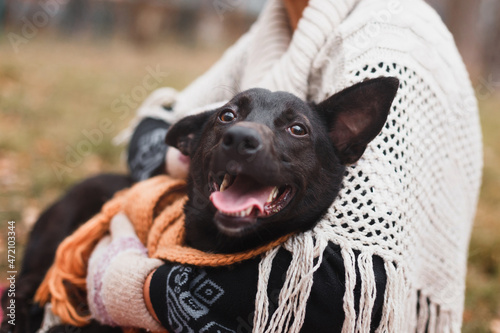 cute happy dog in warm christmas scarf