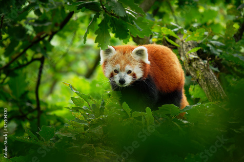 Foto Red Panda - Ailurus fulgens walking and climbing on the branch in the forest,  c