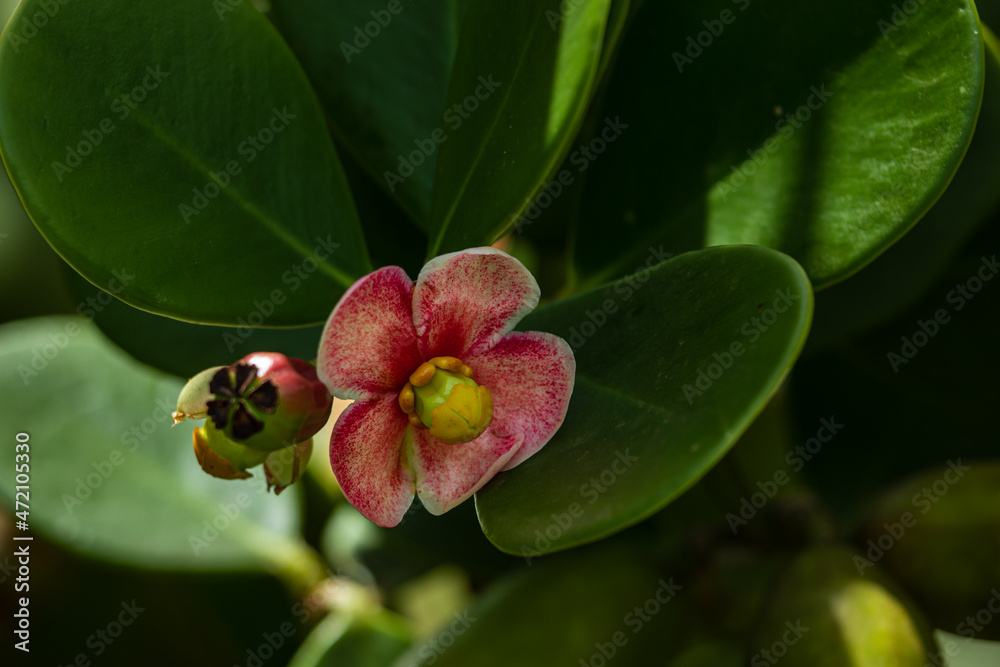 Obraz premium Tropical rainforest flora: Clusia fluminensis flower.