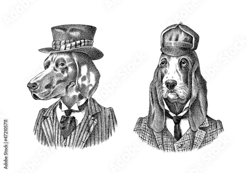 Bloodhound and German Shorthaired Pointer. Dog dressed up in suit and bowler hat. Fashion Animal character in clothes. Hand drawn sketch. Vector engraved illustration for label, logo and T-shirts