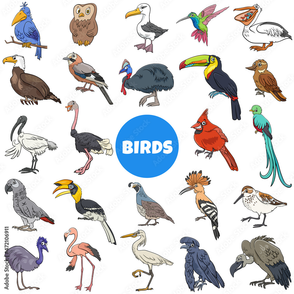 Fototapeta premium cartoon birds species animal characters big set