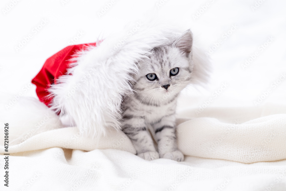 Christmas cat card Little curious funny striped Scottish fold kitten in Christmas red Santa hat on white bed at home.