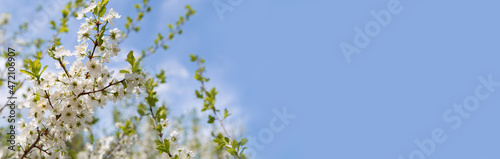 Spring cherry blossoms on a blue sky background