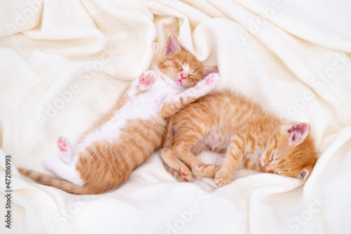 Two Cute striped ginger kittens sleeping lying white blanket on bed. Concept of adorable little cats. Relax domestic pets.