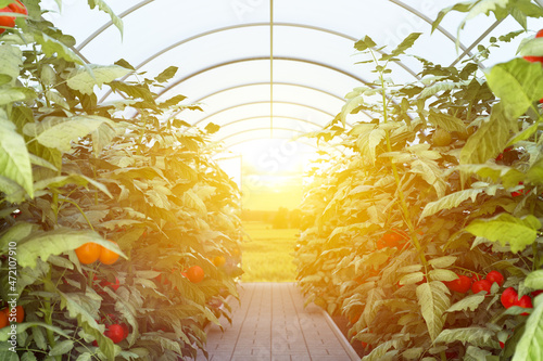 Fototapeta Naklejka Na Ścianę i Meble -  Bushes of ripe tomatoes, under the penetrating rays of the sun. A close-up view from the inside of the greenhouse. Farming, gardening concept. 3d rendering