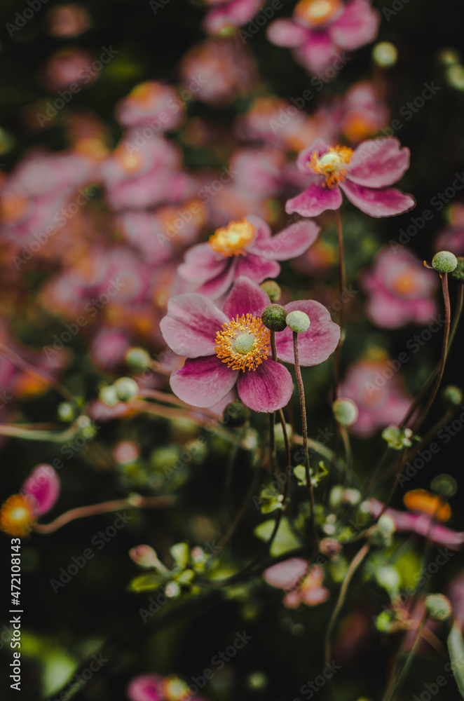 Fototapeta premium Chinese anemone in the garden, pink flowers 