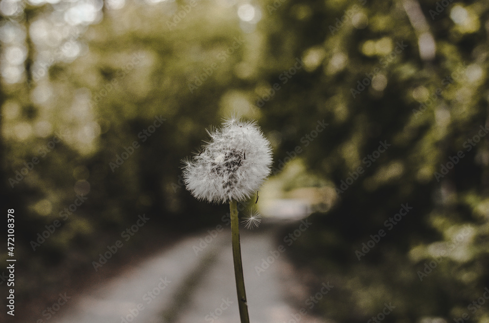 Fototapeta premium dandelion in the wind