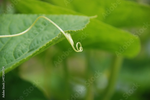 Long curl of a cucumber shoot. Surrounded by green leaves and stems, a thin, long, twisted cucumber shoot hangs with which it clings and holds.
