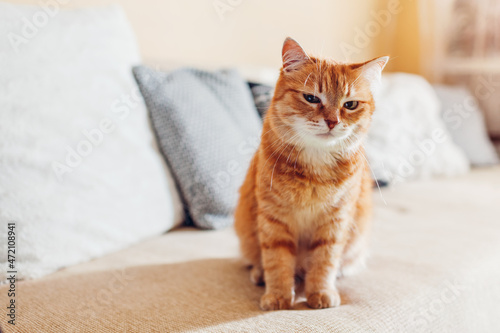 Angry ginger cat relaxing on couch in living room by cushions. Suspicious funny pet looks at camera at home