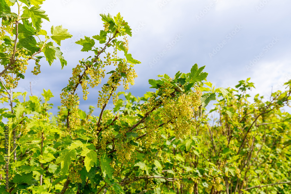 Flowering currants on the plantation. Panoramic view of the Rich harvest concept. Red and black currants. Flowering currants on the plantation. Panoramic view of the Rich harvest concept. Red and black currants.