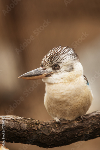 laughing kookaburra (Dacelo novaeguineae) is a bird in the kingfisher subfamily Halcyoninae
