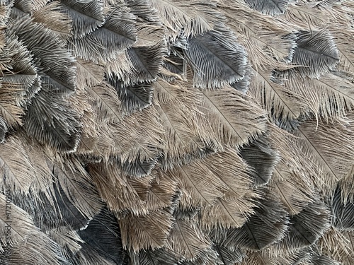Background texture of ostrich feathers. Close-up of the body of an ostrich. Close-up of a bird's plumage.