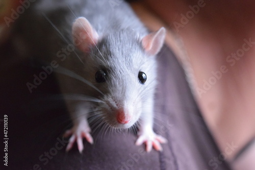 animal, mouse, rat, rodent, pet, isolated, white, cute, mammal, hamster, ferret, domestic, small, fur, white background, brown, pets, close-up, pest, animals, looking, mice, tail, nature, studio