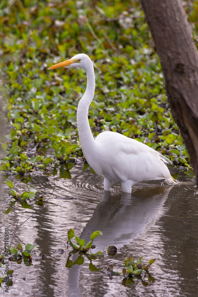 Naklejka premium Great Egret Hunting in a Marshland