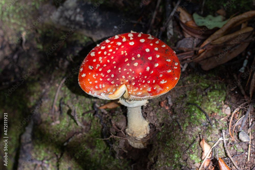 Fungi Amanita muscaria Mushroom, common but toxic, growing in Zealandia Fungi Amanita muscaria Mushroom, common but toxic, growing in Zealandia