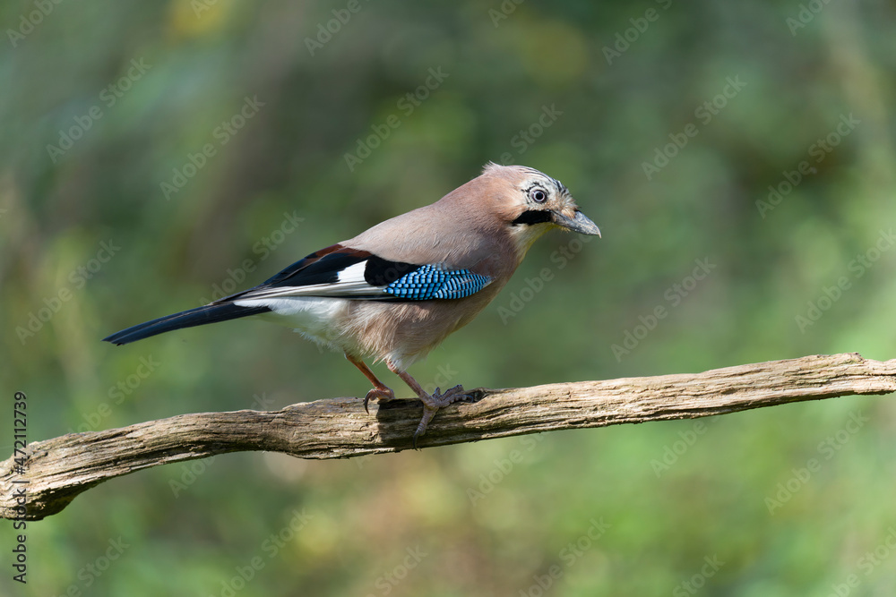 Jay, Garrulus glandarius Jay, Garrulus glandarius