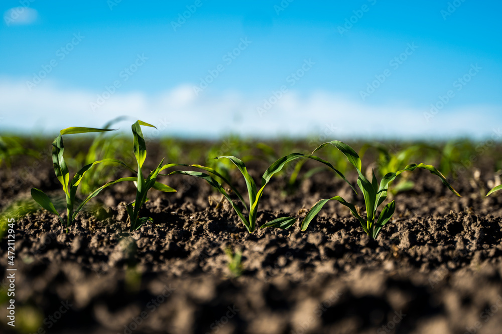 Corn field with young plants on fertile soil. Rows of young corn plants growing on a fertile field with dark soil. Agriculture. Corn field with young plants on fertile soil. Rows of young corn plants growing on a fertile field with dark soil. Agriculture.