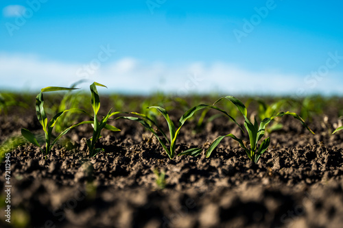 Corn field with young plants on fertile soil. Rows of young corn plants growing on a fertile field with dark soil. Agriculture.