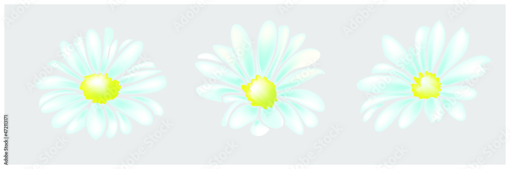 Daisy flower head , hand drawn vector isolete on white background Daisy flower head , hand drawn vector isolete on white background