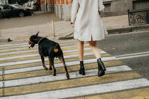 dog, animal, pet, doberman, canine, black, walking, woman, animals, walk, dogs, pets, people, breed, street, park, mammal, brown, leash, dobermann, grass © Diana