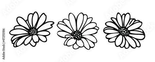 hand drawn flower head of daisy set  