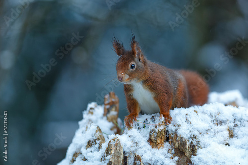 Eurasian red squirrel (Sciurus vulgaris) in the snow searching for food in the forest in the Netherlands  © henk bogaard