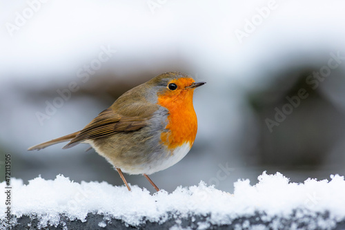 European Robin (Erithacus rubecula) standing in the snow in the forest of Overijssel in the Netherlands.