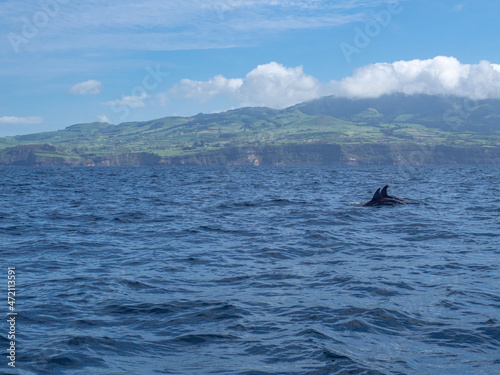 Amazing sunset in atlantic ocean with waves and wildlife dolphins and killer whales in açores, azores, portugal	
