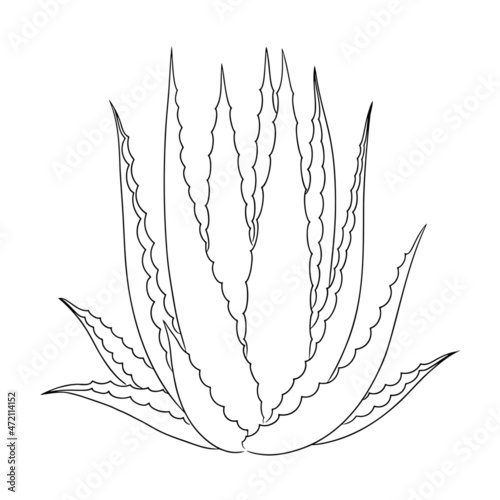 Hand-drawn aloe vera