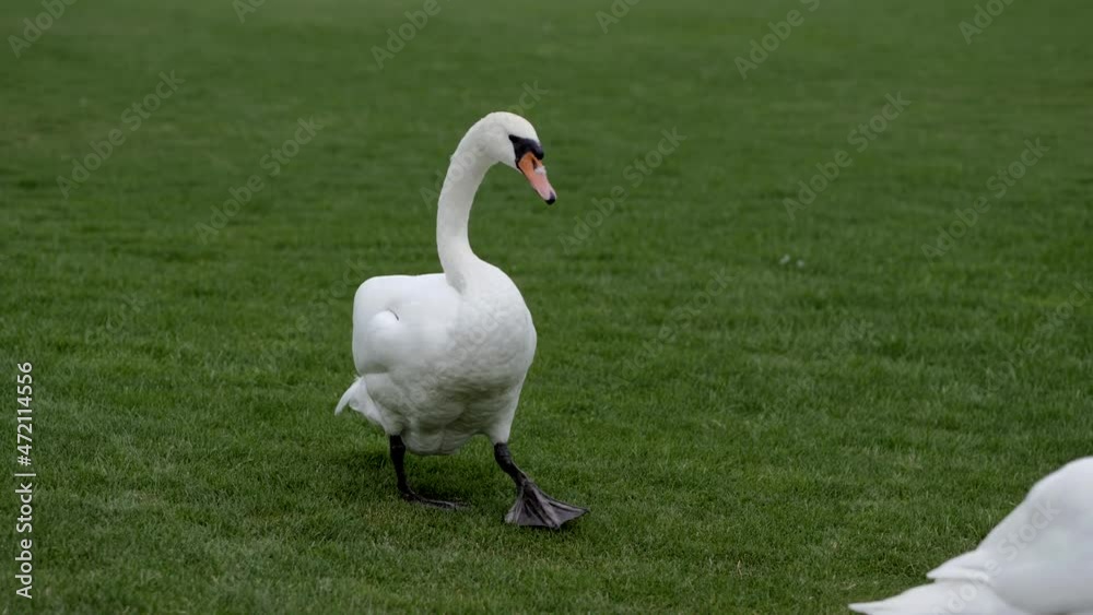 Swans graze in the meadow. White swan walking on green grass. Swans graze in the meadow. White swan walking on green grass.