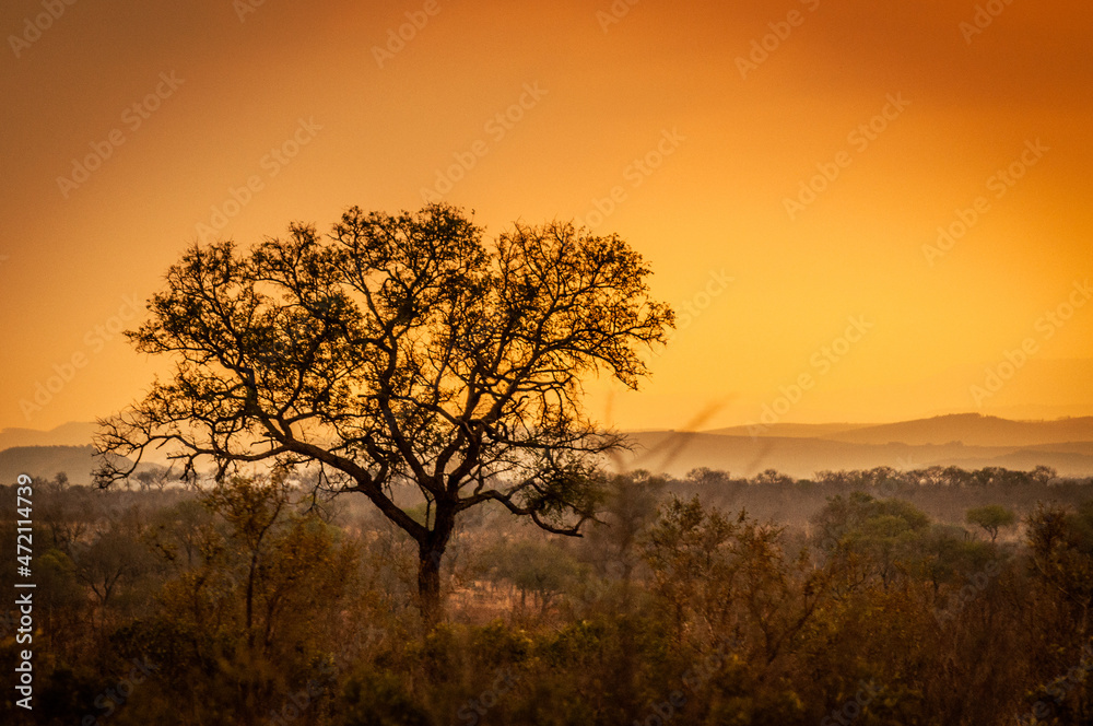 Naklejka premium Sun setting in the Kruger National Park with a silhouette of a tree in the foreground