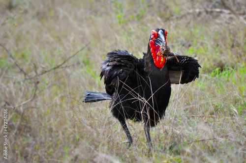 Southern ground Hornbill eating a bug