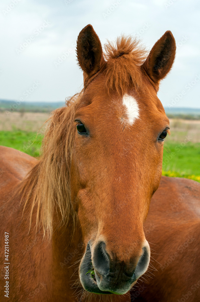 wild horse on a large meadow with beautiful scenery of blue sky and quiet at sunrise wild horse on a large meadow with beautiful scenery of blue sky and quiet at sunrise