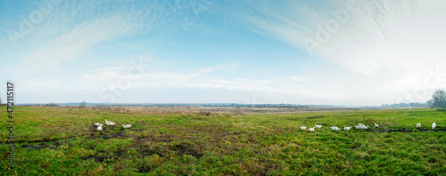 Panorama with ducks on pasture. Distances and sky without trees.