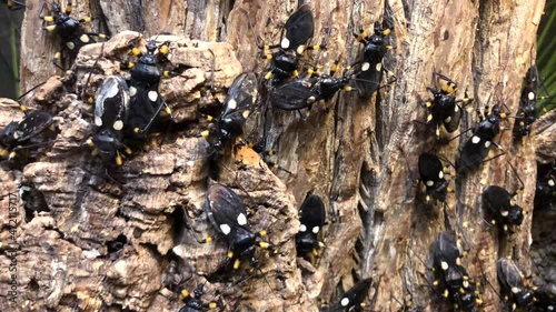 4K HD video zooming in on many White Eyed Assassin Bugs on a wood log.
 photo