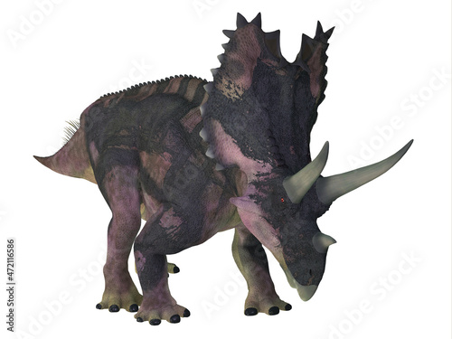 Agujaceratops Herbivore Dinosaur - Agujaceratops was a armored Ceratopsian dinosaur that lived in Texas  USA during the Cretaceous Period.