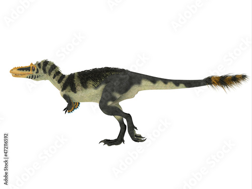 Alioramus Altai Dinosaur Walking - Alioramus was a carnivorous theropod dinosaur that lived in Mongolia, Asia during the Cretaceous Period. photo