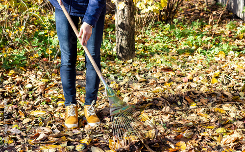 Work in the garden. Autumn leaves. Autumn foliage cleaning. The housewife is cleaning yellow leaves.